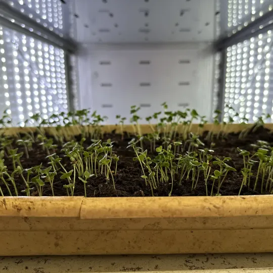 Microgreen Experiments Launched at the BC Naklo Incubator