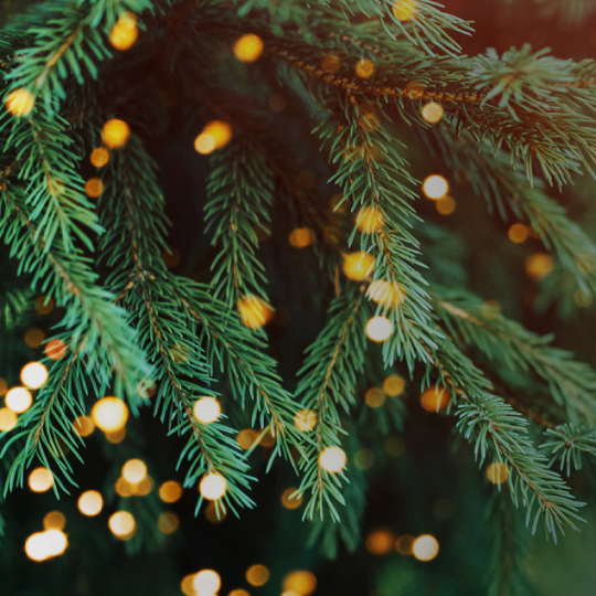 AgriNext Christmas Story: My Grandmother’s Old Farmhouse